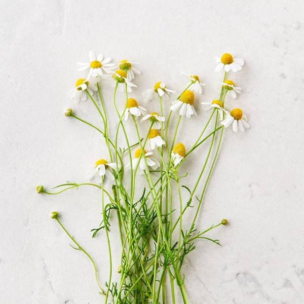 Cúc la mã (Chamomile): Tác dụng, lợi ích và cách dùng hiệu quả